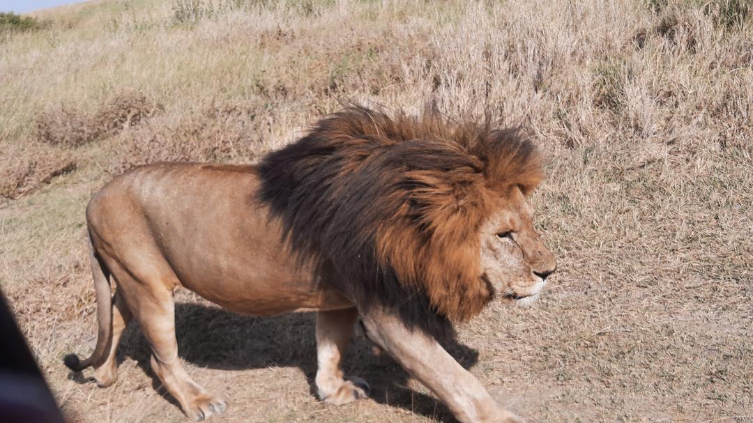 6 Days - 5 Nights SAFARI
