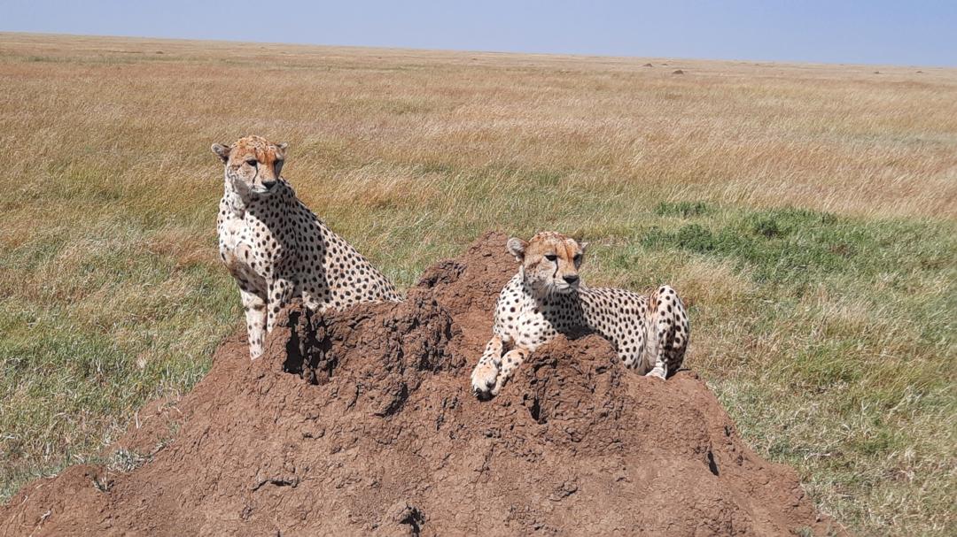 6 Days - 5 Nights SAFARI