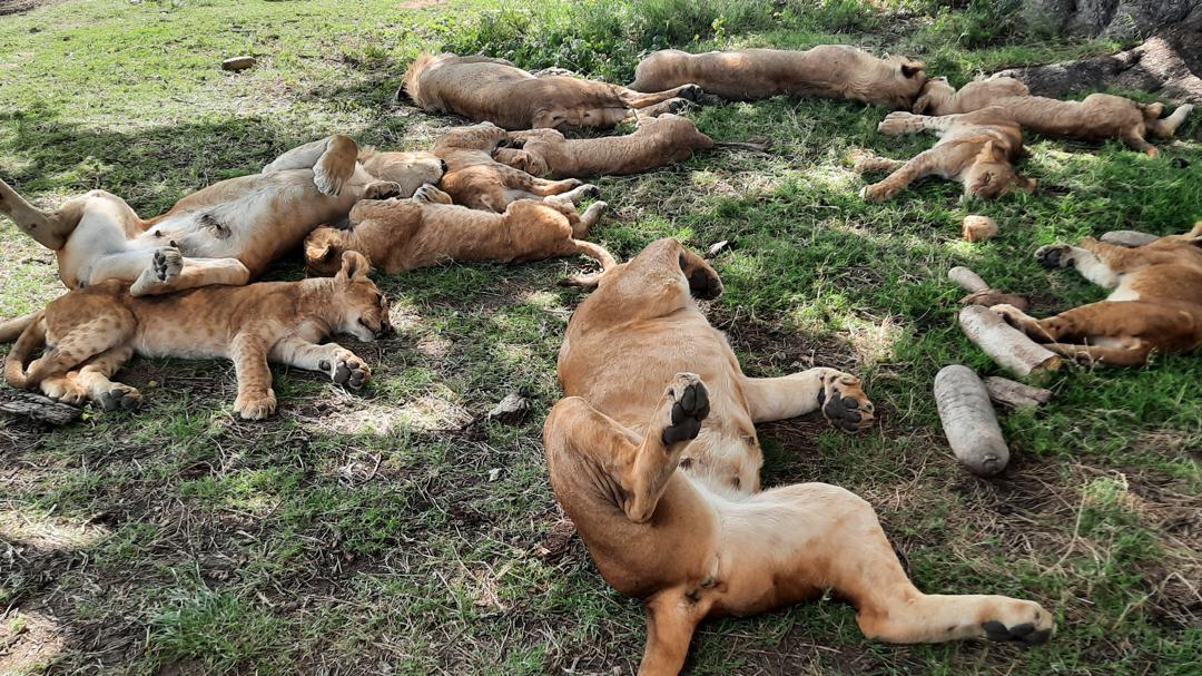 6 Days - 5 Nights SAFARI