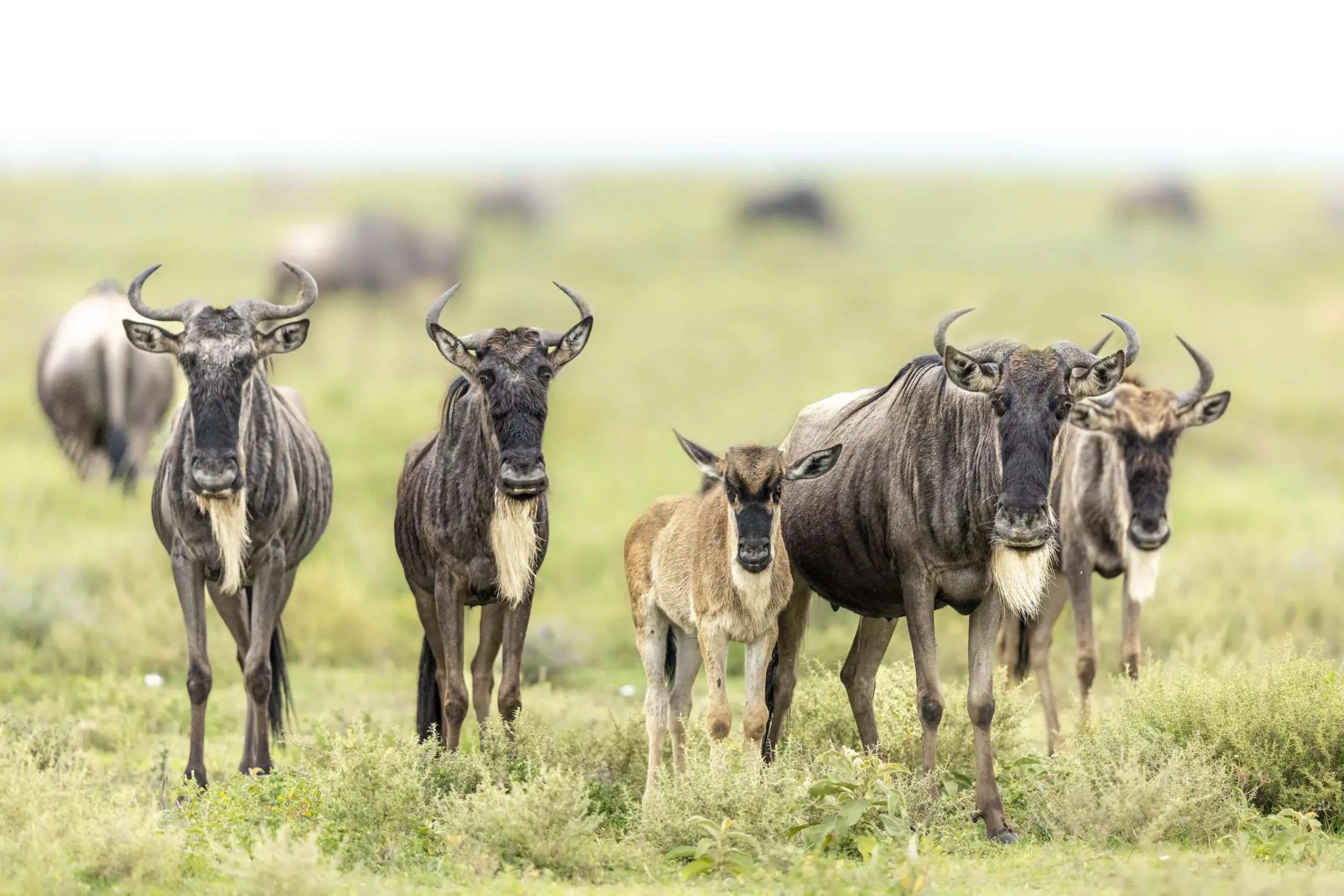 SAFARI RETREATS AFRICA