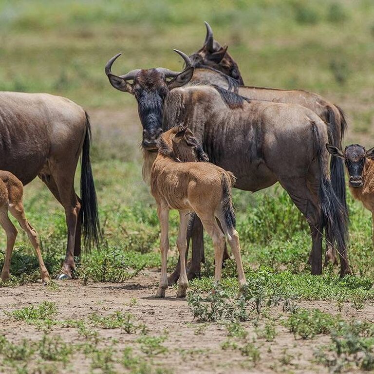 Happy Times Safaris