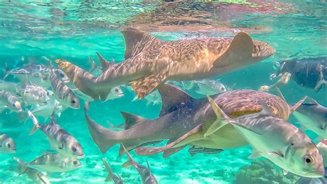 Caveman snorkeling Tours