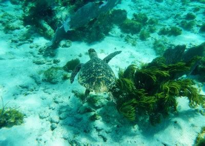 Caveman snorkeling Tours
