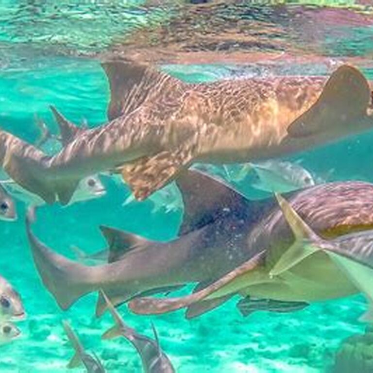 Caveman snorkeling Tours