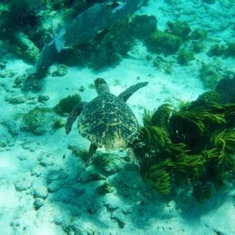Caveman snorkeling Tours
