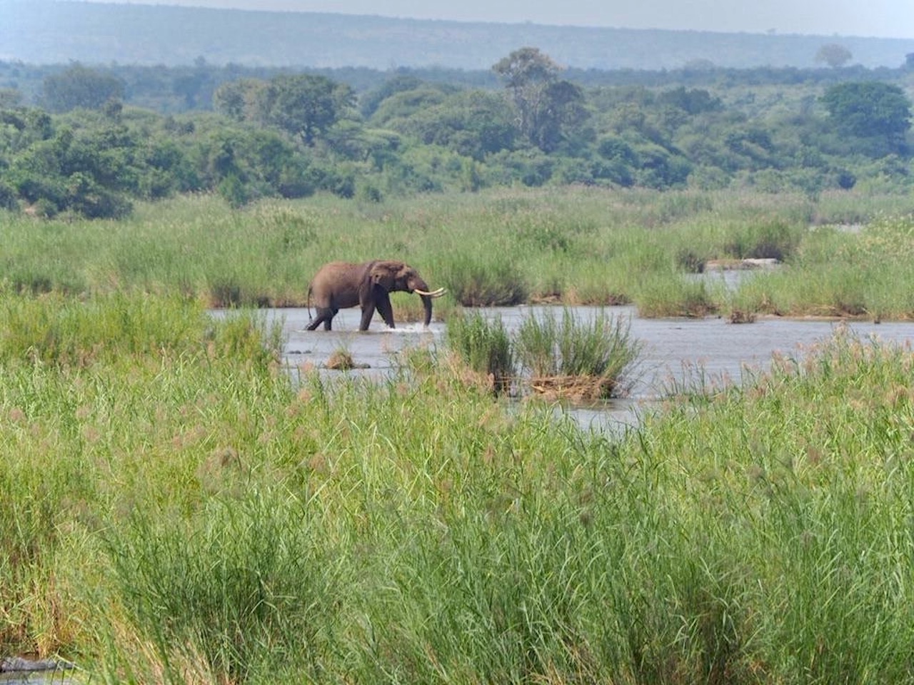 Wild Wonder Safari Co.