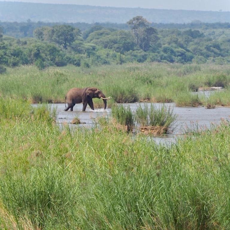 Wild Wonder Safari Co.