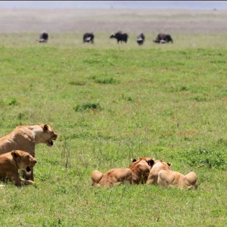 Avalia Adventure Tanzania