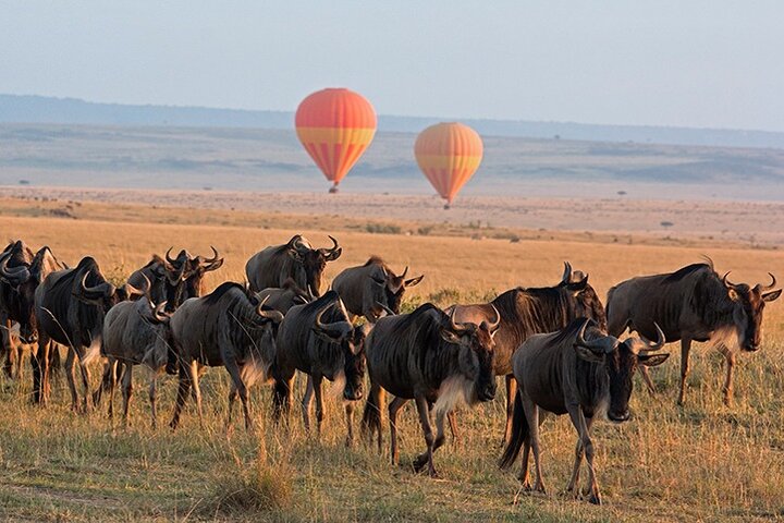 Gorilla Safaris Rwanda