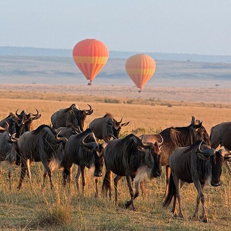 Gorilla Safaris Rwanda