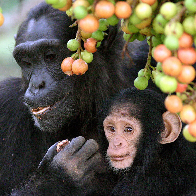 Uganda Tourist Guide