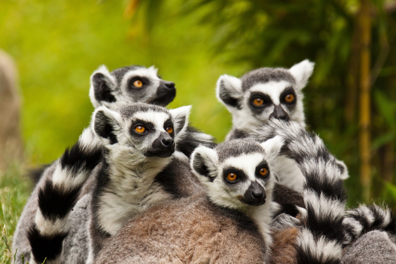 261 EXP MADAGASCAR