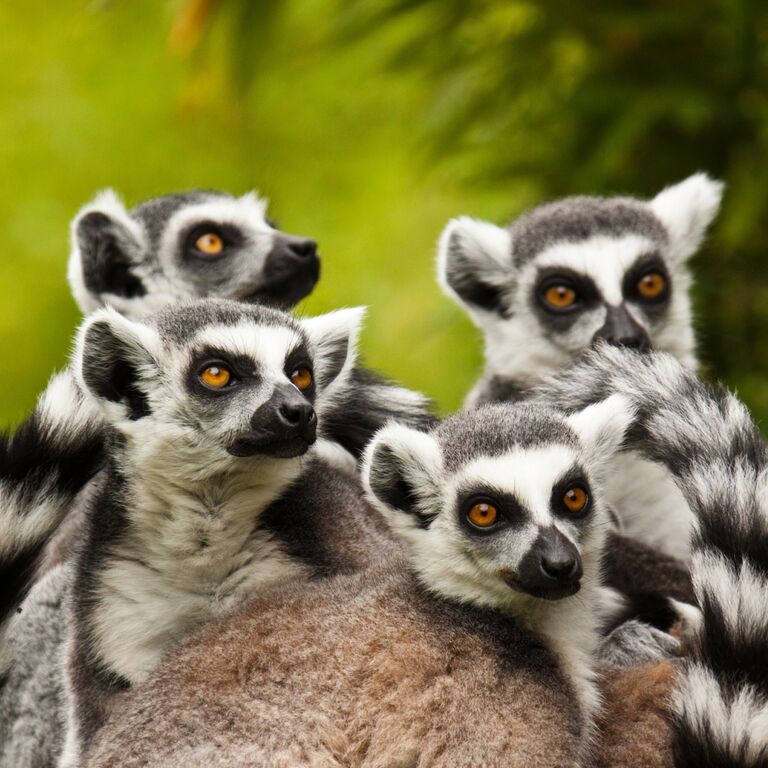 261 EXP MADAGASCAR