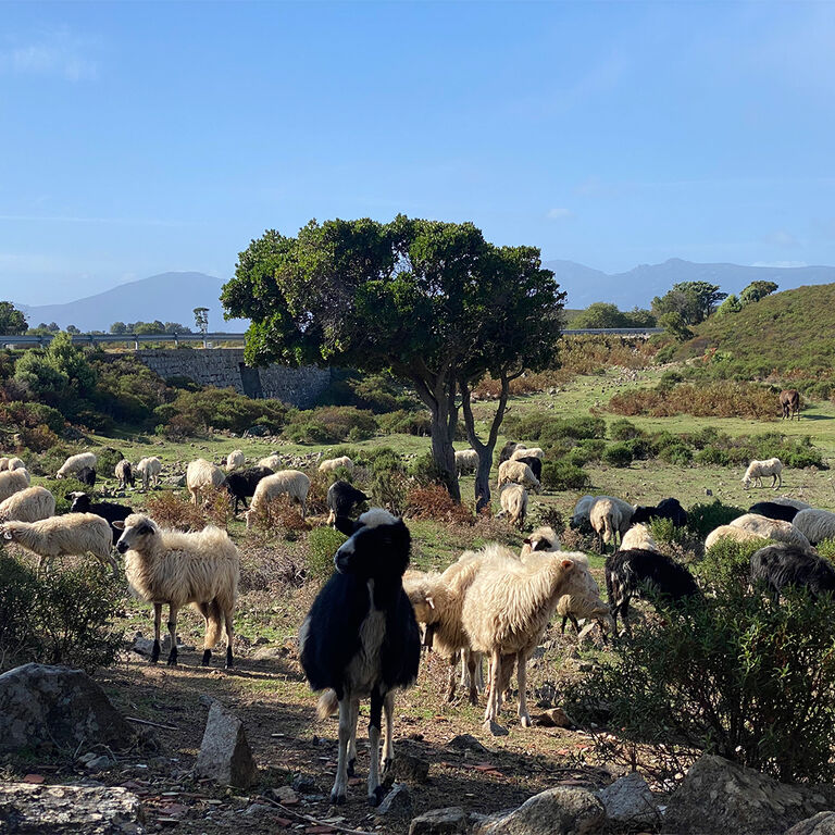Secrets of Sardinia