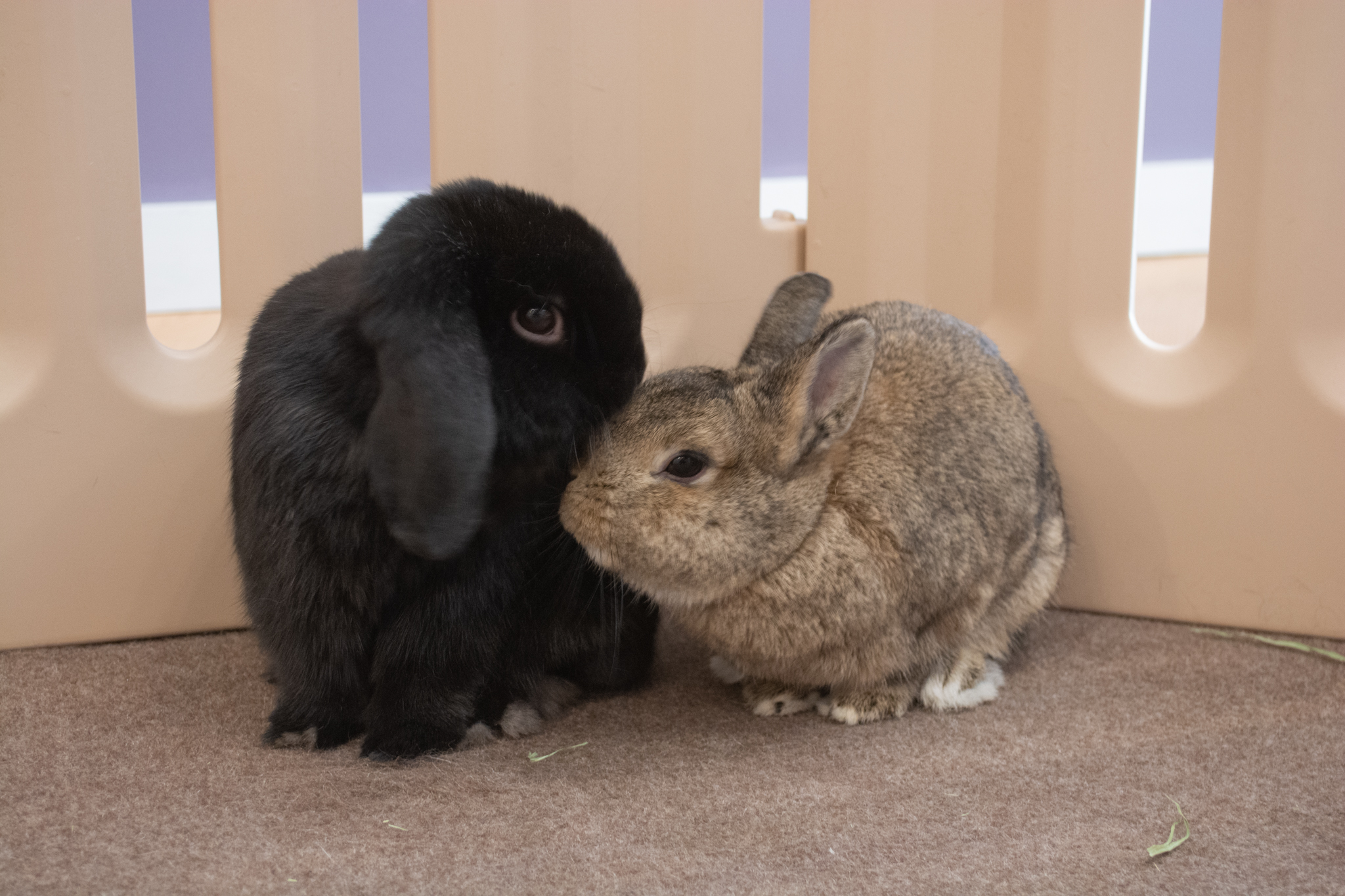 Cuddle Bunny