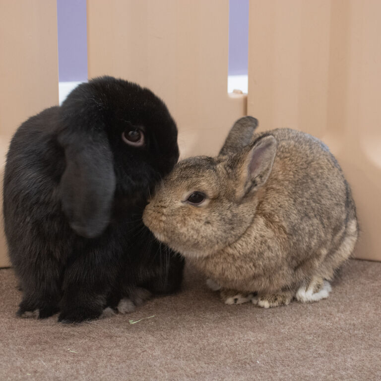 Cuddle Bunny