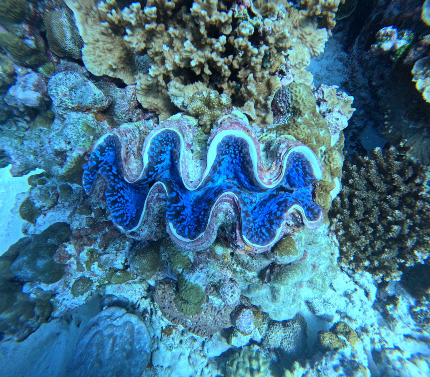 LAK SCUBA