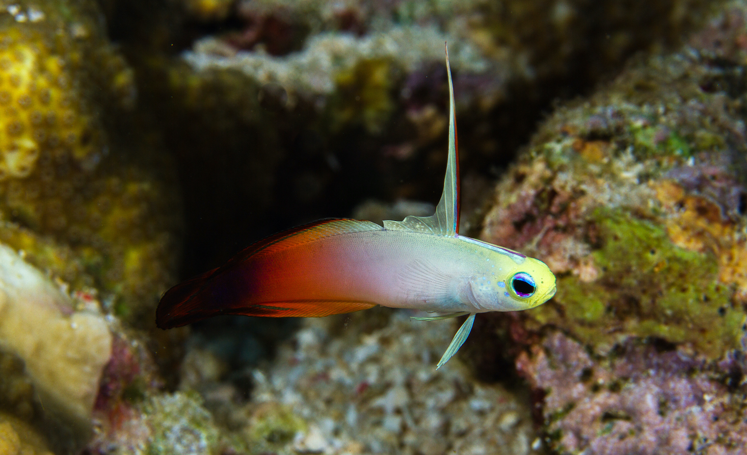 LAK SCUBA
