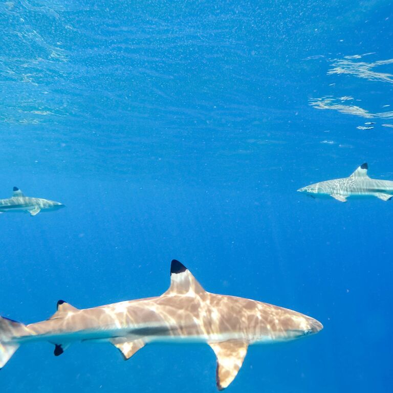 Tahiti sub