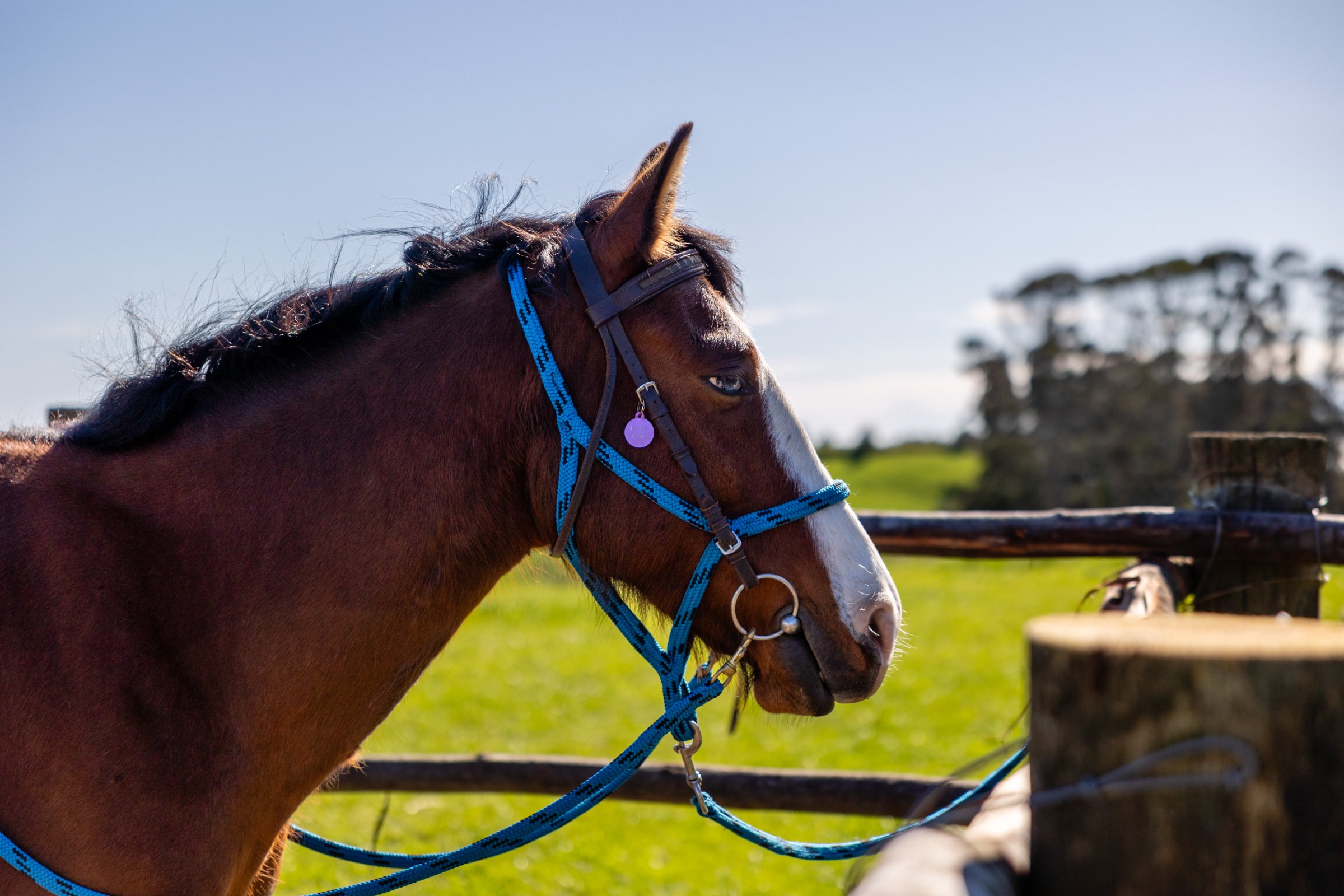 Bay Of Plenty Horse Adventures