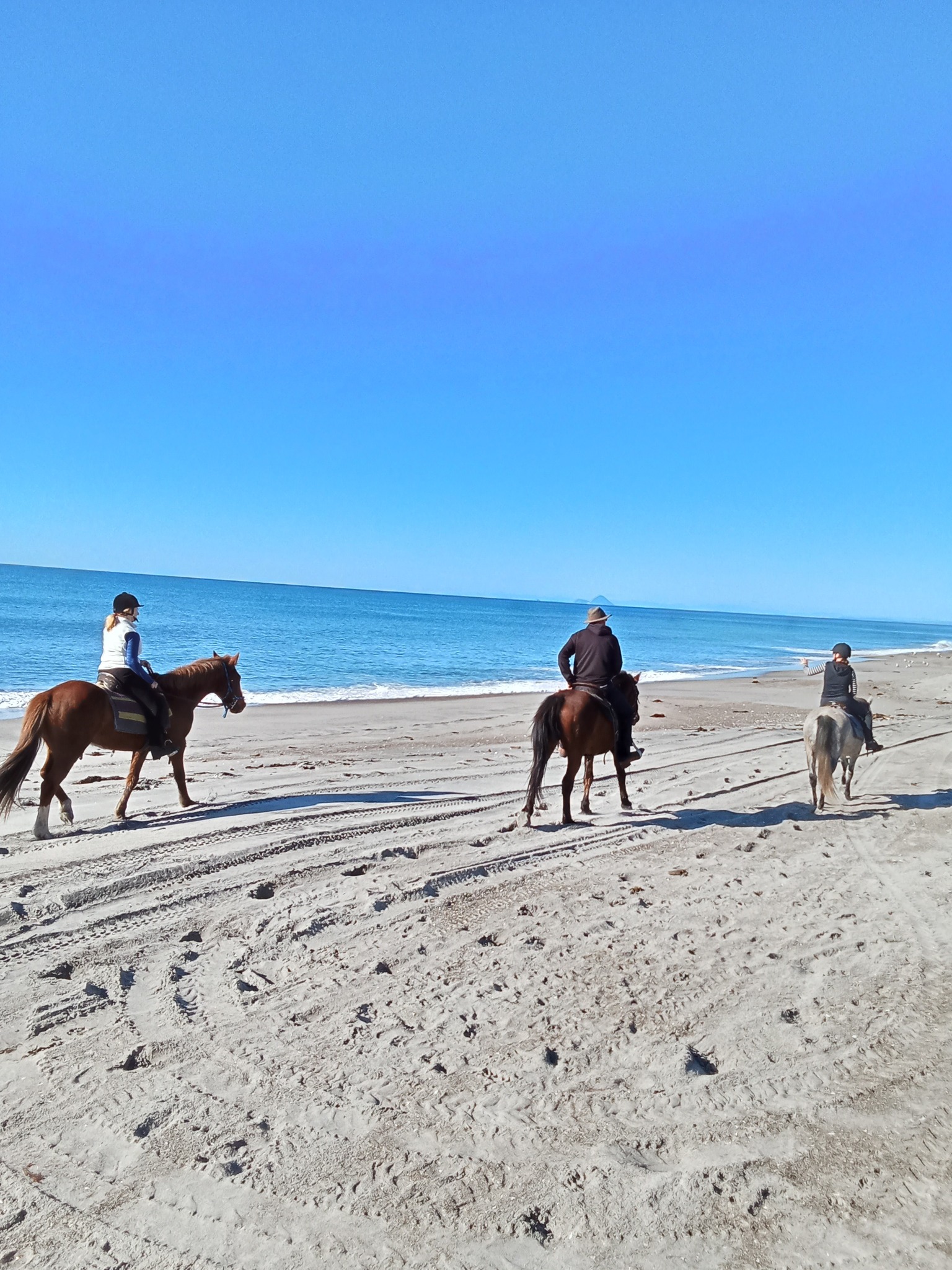 Bay Of Plenty Horse Adventures
