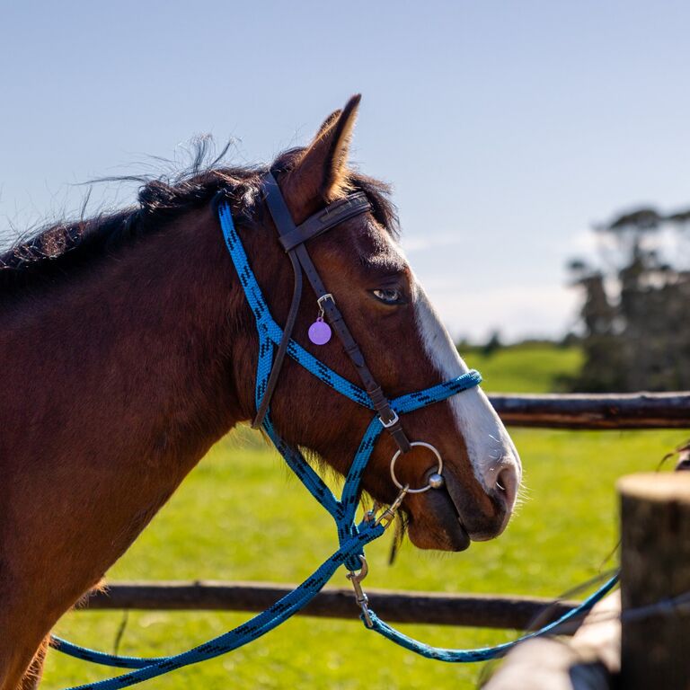 Bay Of Plenty Horse Adventures