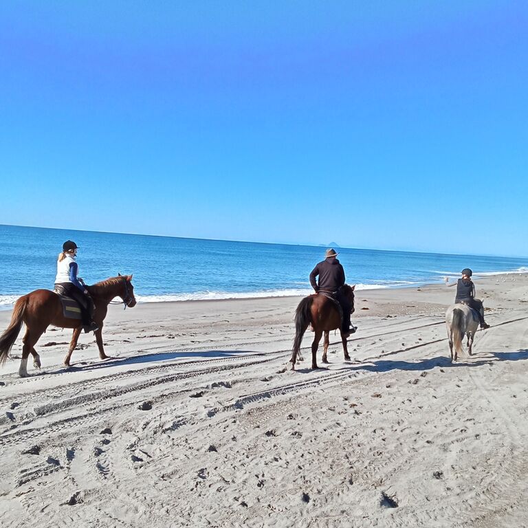 Bay Of Plenty Horse Adventures