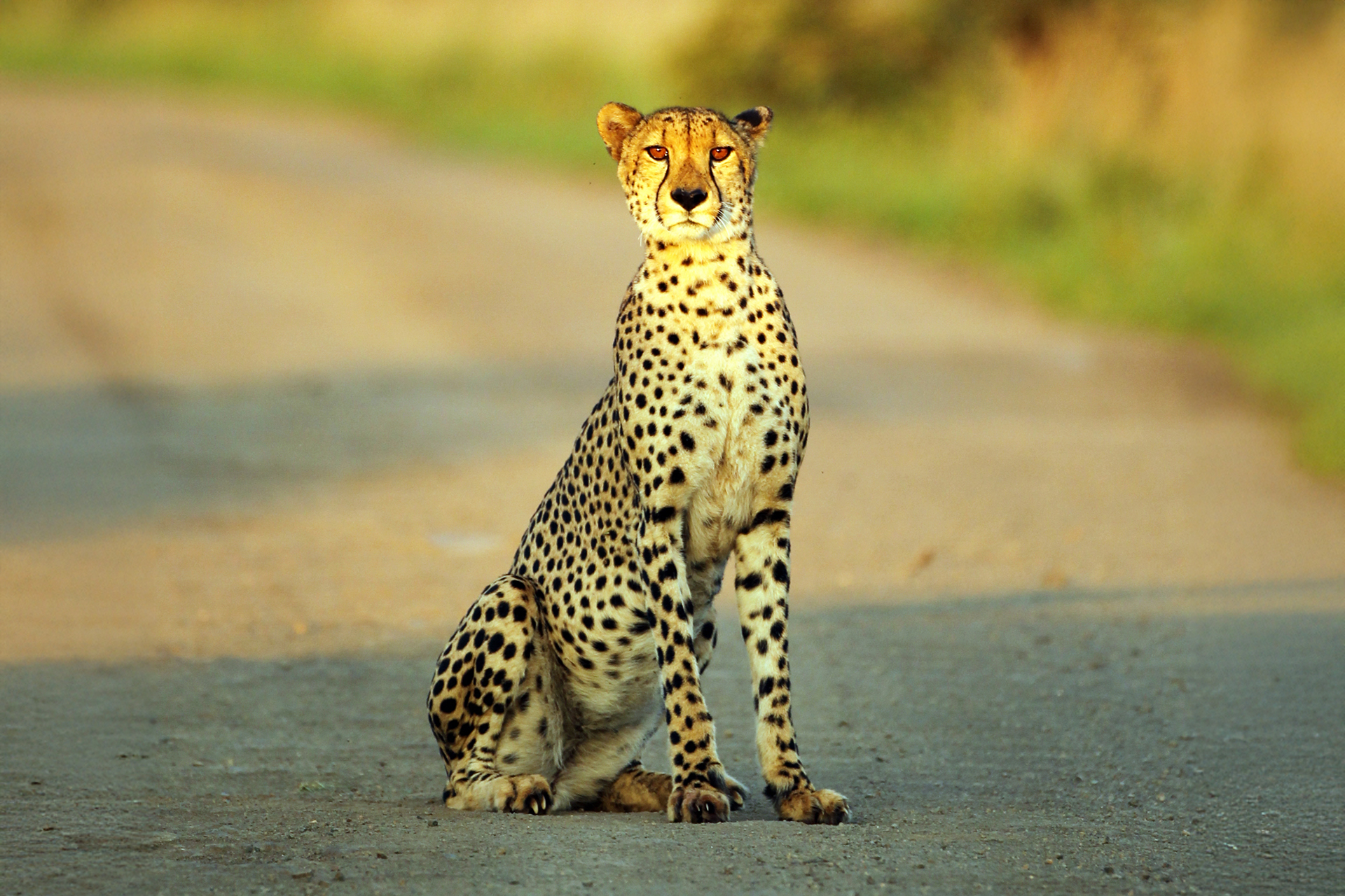 Kallito Tours & Safaris