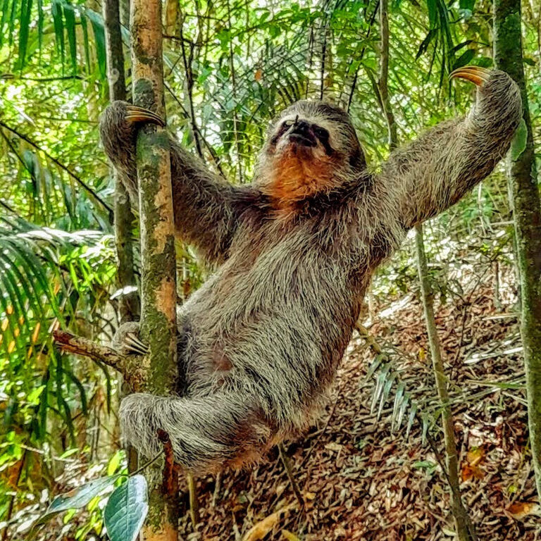 Jungle Me - Rio de Janeiro