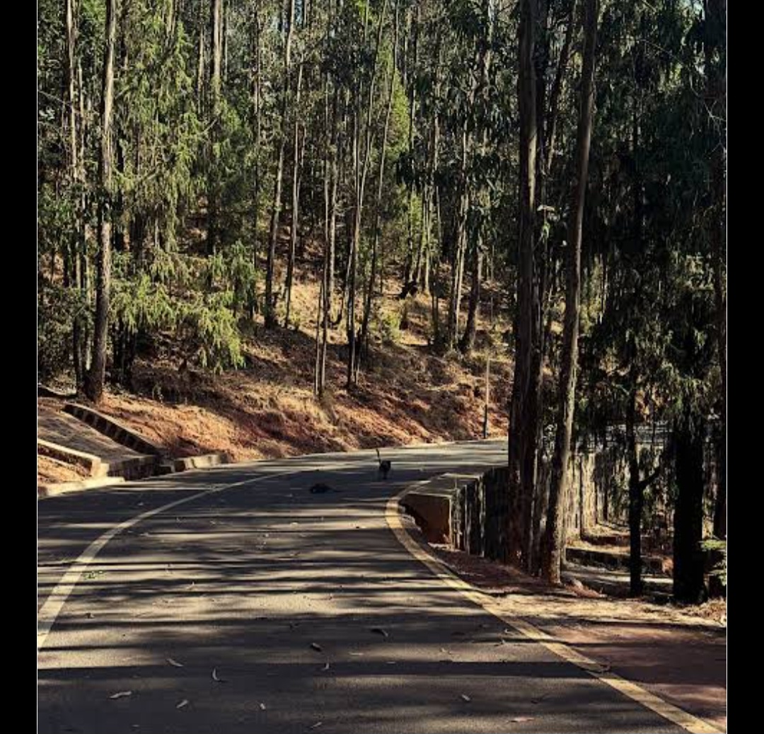 The Essential AddisAbeba tours