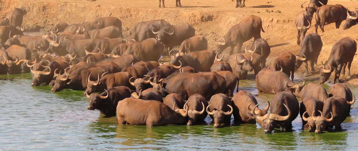 Giorgi Safaris