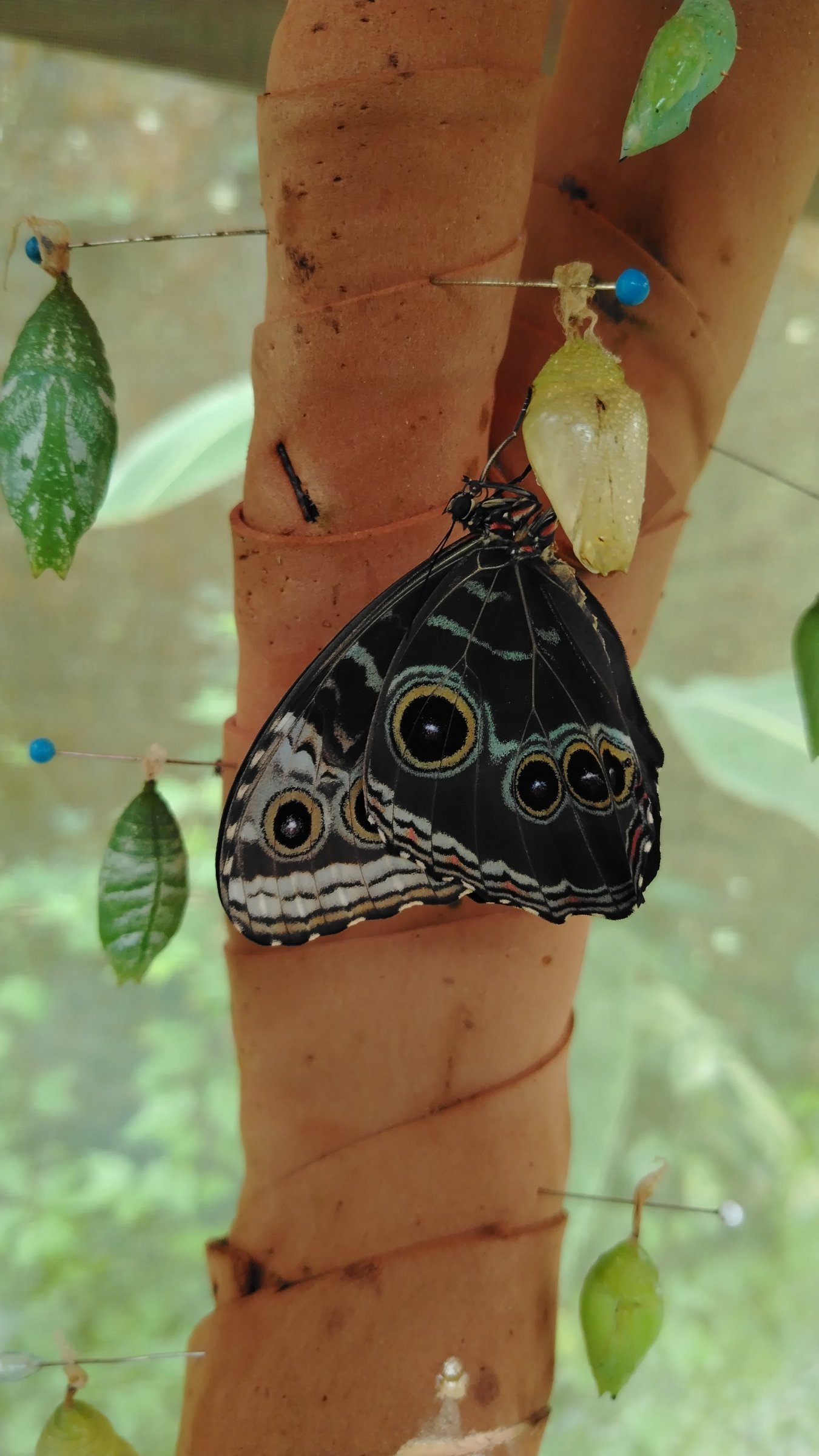 Mariposario el Cocora