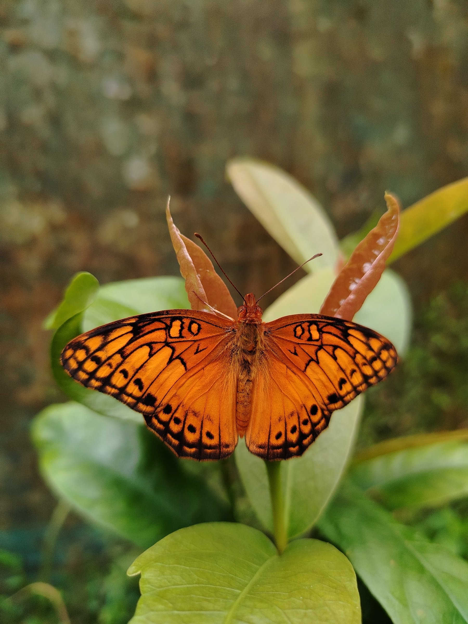 Mariposario el Cocora
