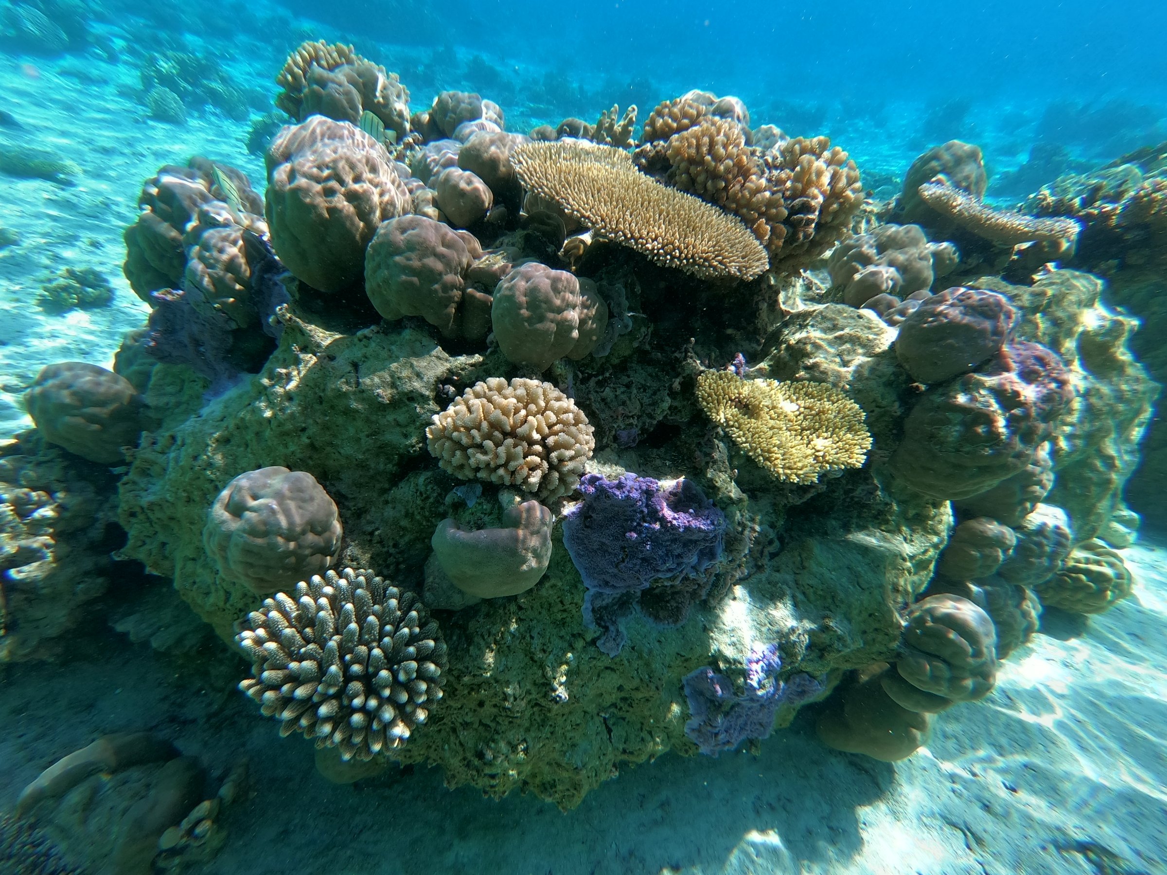 TOHORA BORA BORA