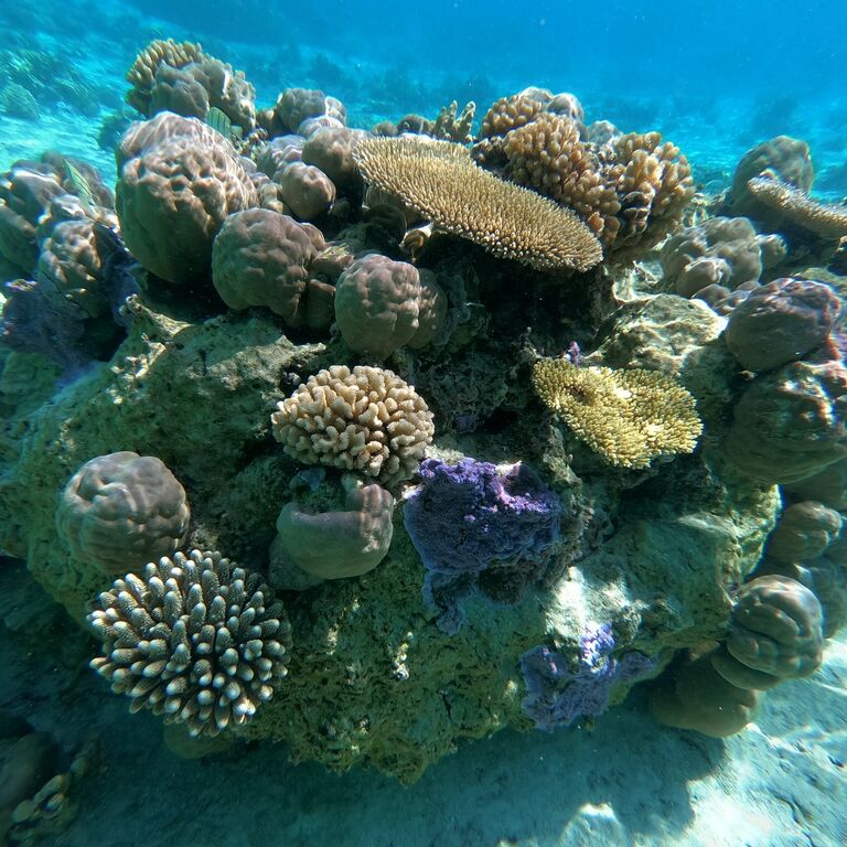 TOHORA BORA BORA