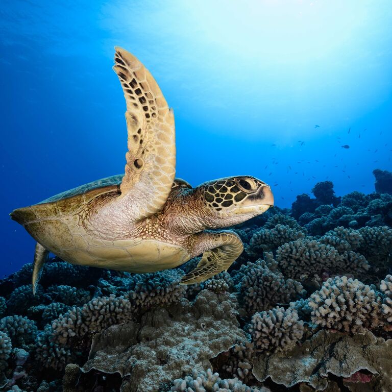 Nemo'z Diving Center Moorea