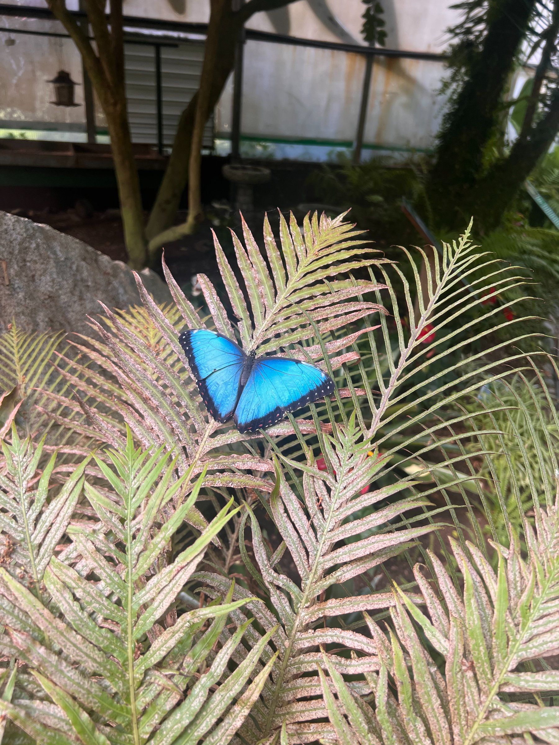 Butterfly World