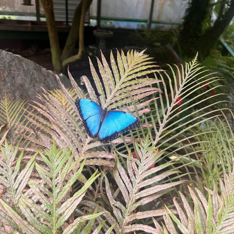 Butterfly World