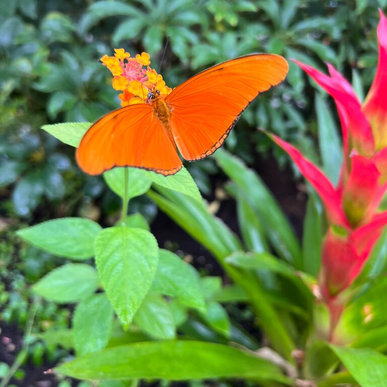 Butterfly World