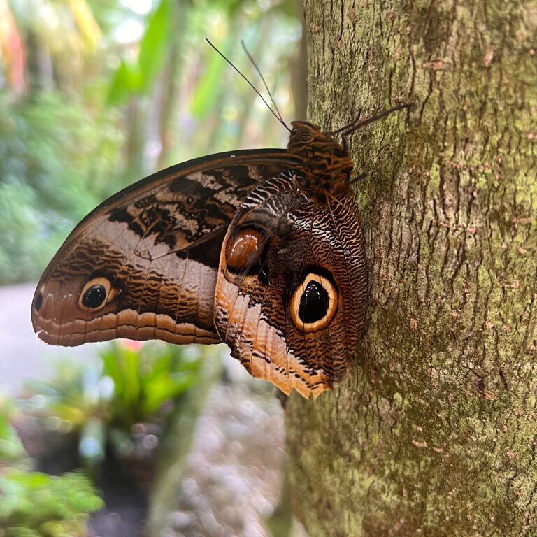 Butterfly World