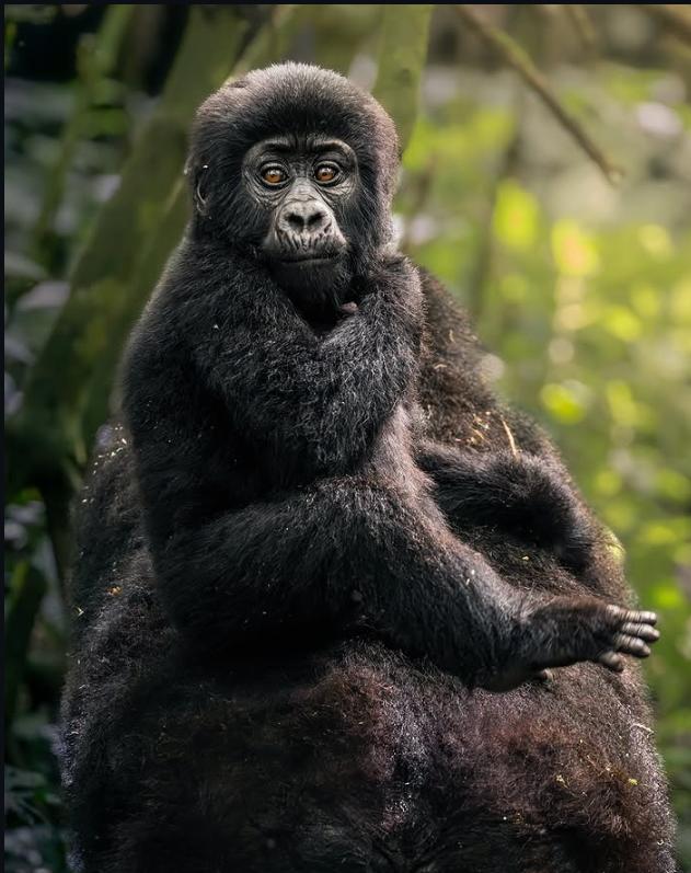Rubuguri gorilla adventure