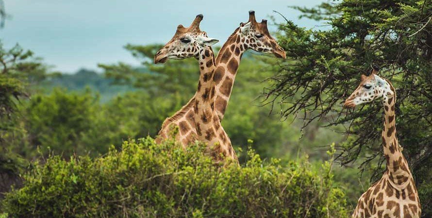 Trip Gurus Uganda