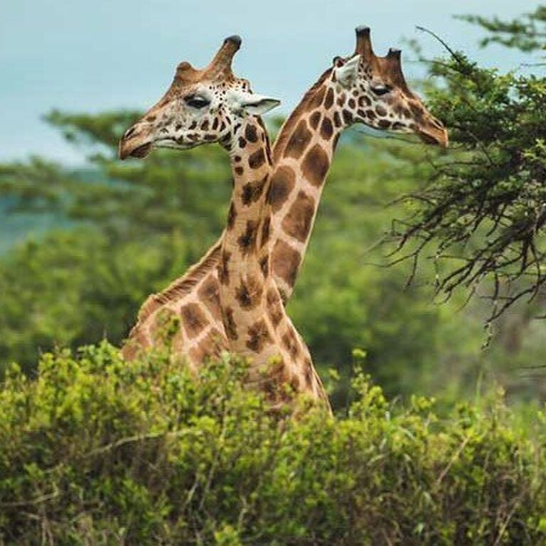 Trip Gurus Uganda