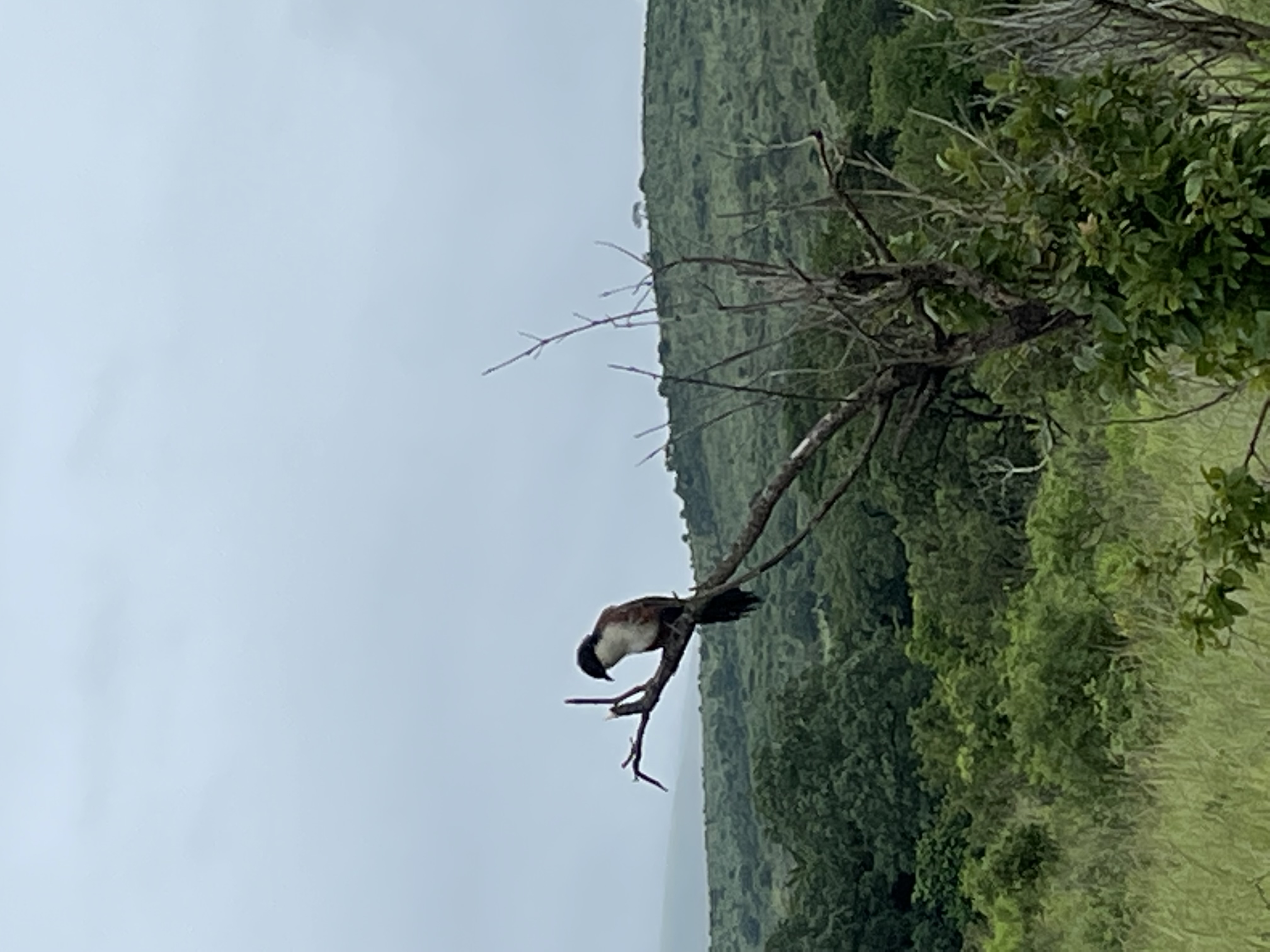 Libellule Tourism SA