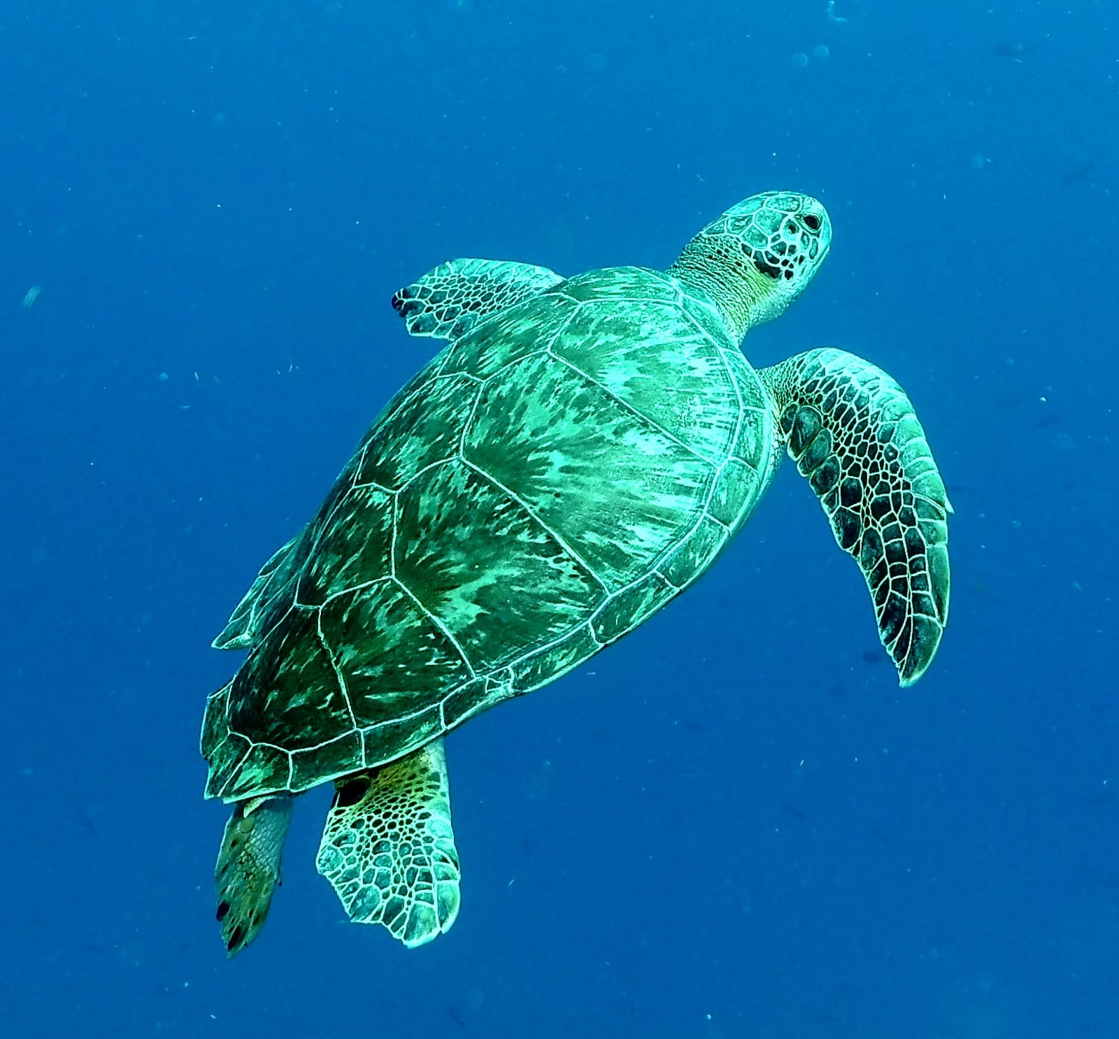 Divelantis diving& snorkeling
