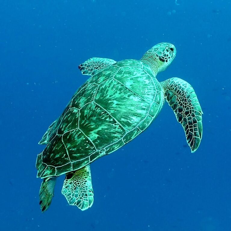 Divelantis diving& snorkeling