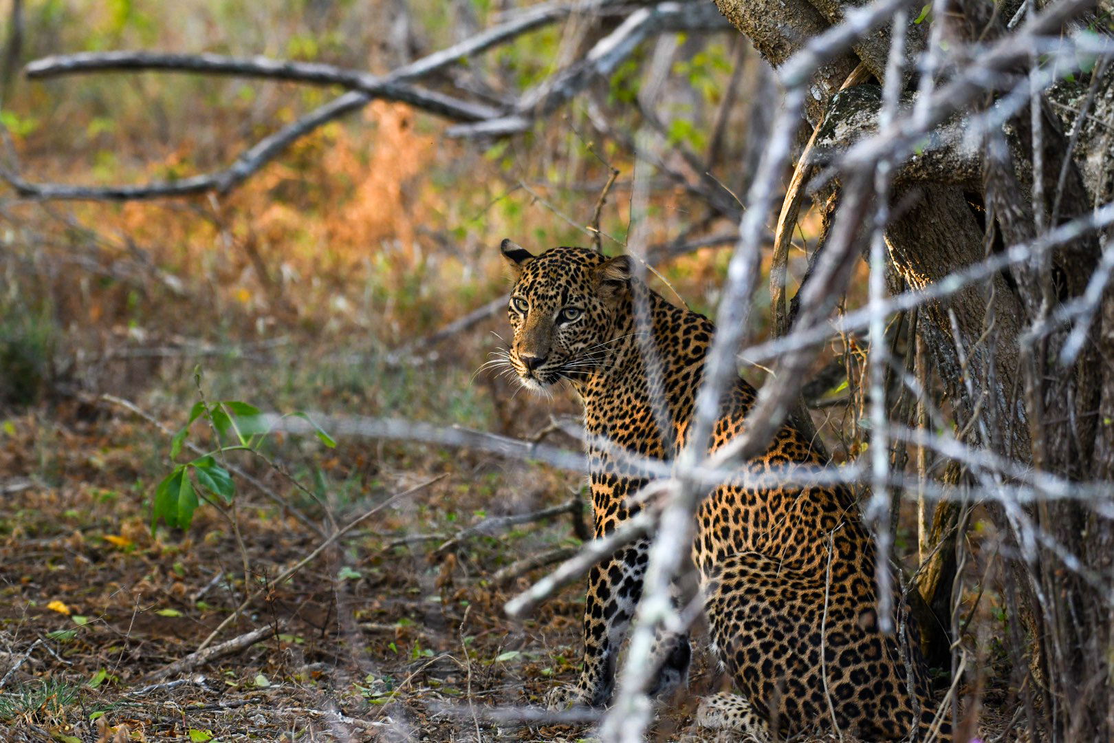 Ceylon Leopard Safari