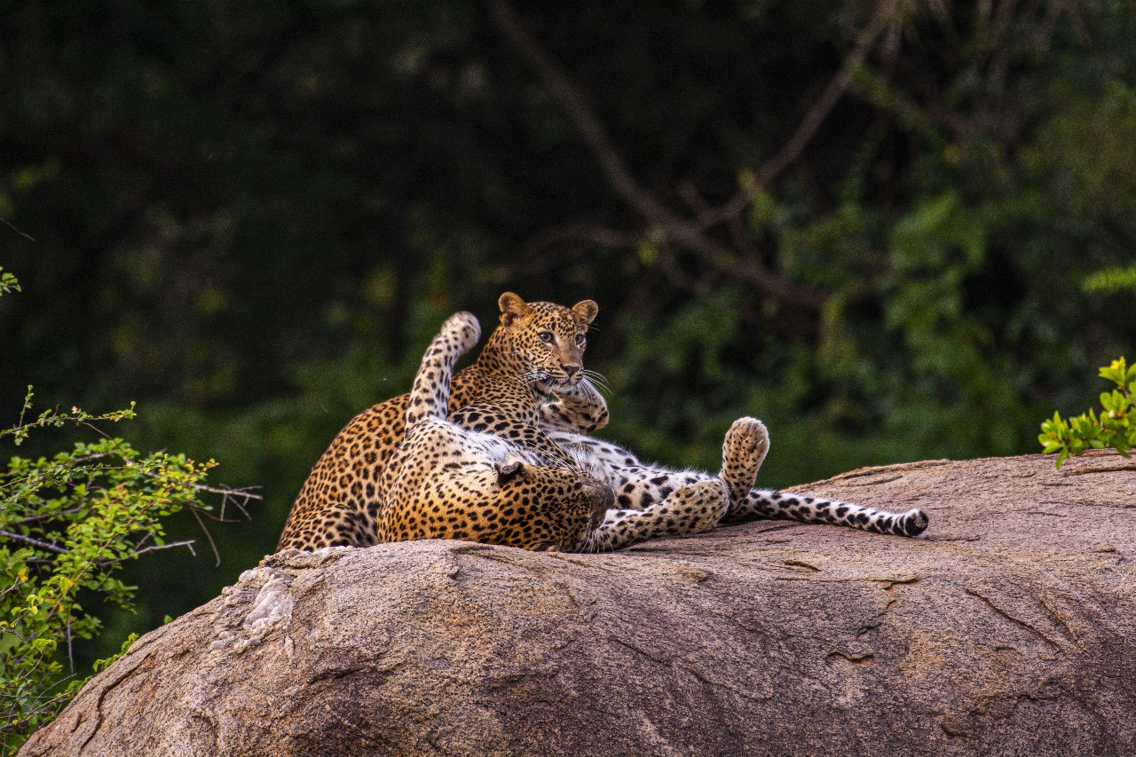 Ceylon Leopard Safari