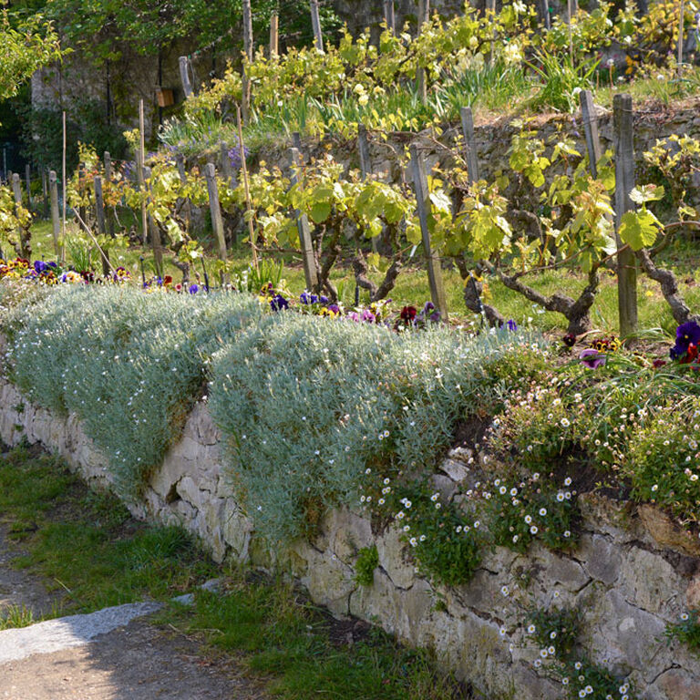 Paris Wine Walks