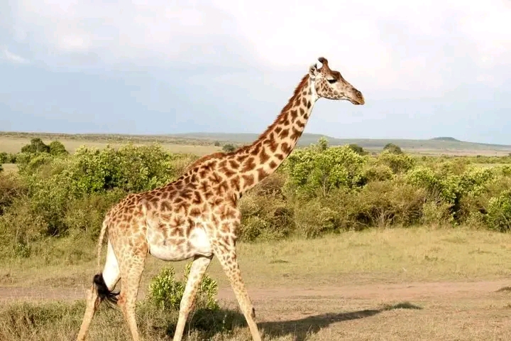 Joyviz tours and adventures